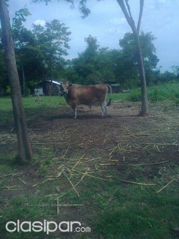 Escobar – paraguarí: 20 hectáreas ideal p/ engorde – — foto 1