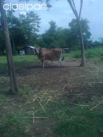 Escobar – paraguarí: 20 hectáreas ideal p/ engorde – — foto 2