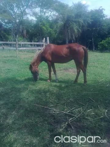 Escobar – paraguarí: 20 hectáreas ideal p/ engorde – — foto 5