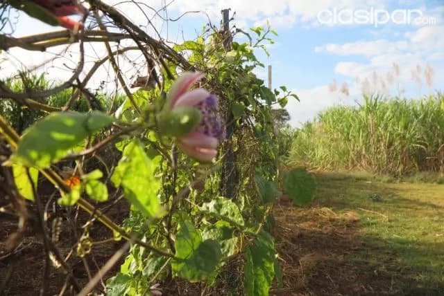 Hermosa granja formada de 6.000 m2 en pleno centro de pte. Franco, foto 4