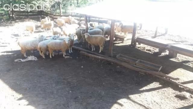 Piribebuy – cordillera: Magnifica estancia en venta – 122 hectáreas altamente productiva — foto 3