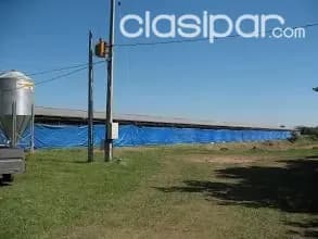 Hermosa granja en loma grande, nueva colombia cod 1970, foto 3