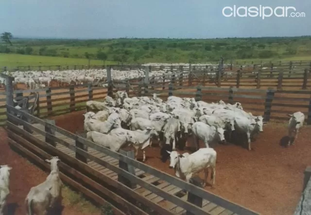 Yby yaú (concepción – canendiyu): 19.500 hectáreas agro-ganaderas, pasturas — foto 5