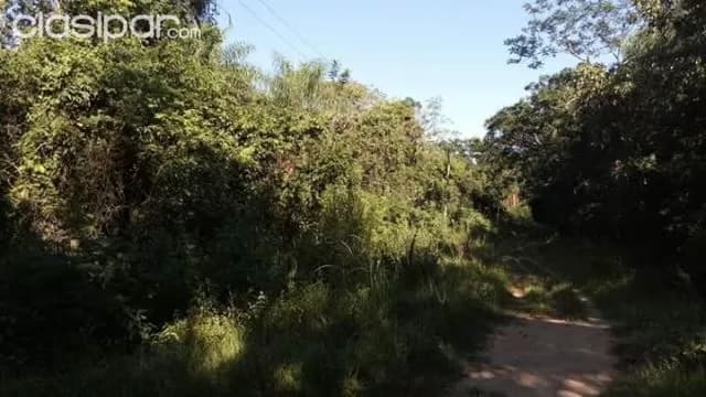 más de 2 hectáreas en emboscada Minas9, foto 2