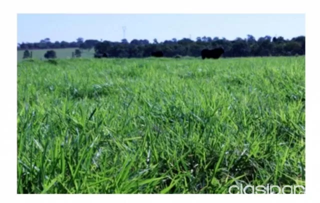 Campo Agrícola Mecanizado en San Pedro del Paraná sobre Ruta - 2006 Ha — foto 5