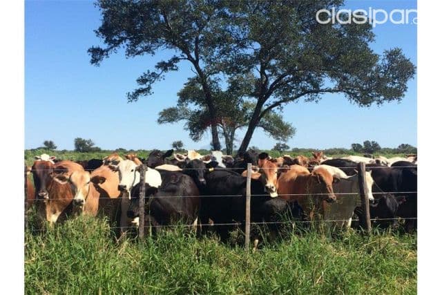 Estancia de 2.262 hectáreas