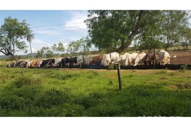En venta estancia de 104 hectáreas en tobati 540,000 usd, foto 4