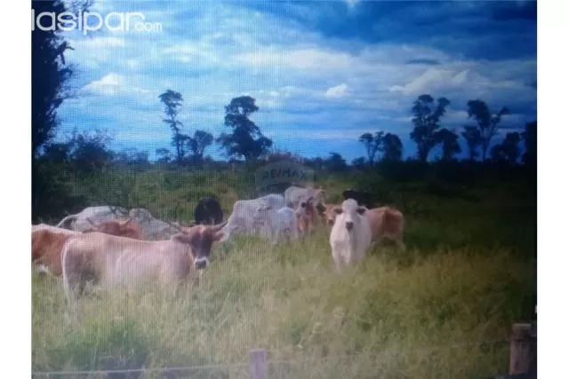 campo en la zona Pirizal,Boqueron 2,500,000,000 ₲ — foto 3