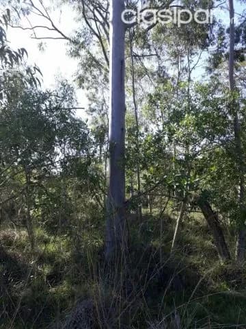 11 ha. en Acuña Altos, foto 2
