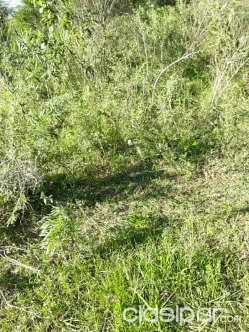 11 ha. en Acuña Altos, foto 3
