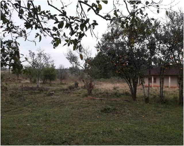 Monday (minga guazú – alto paraná): 21 maravillosas hectáreas, agro forestales, sojeras, foto 5