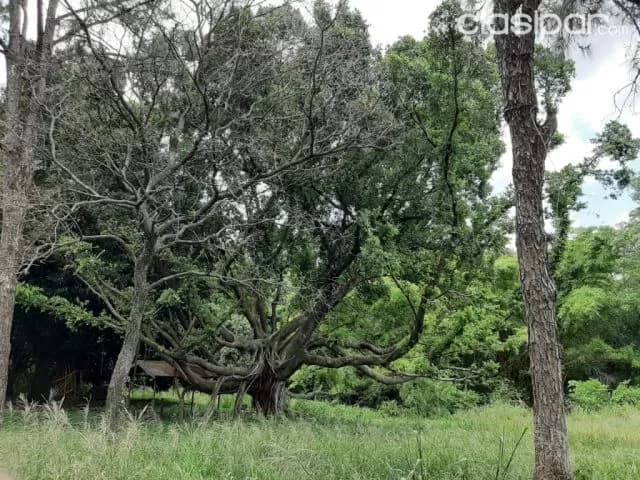 Puerto pabla (Lambaré): Inmejorables 21.000 m2, s/ rio paraguay, barranca alta, foto 5
