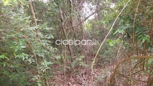 Oferta de 700 ha. en Nueva Colombia