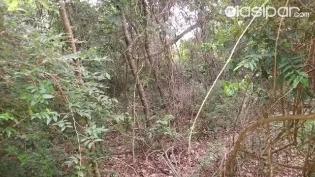 Oferta de 700 ha. en Nueva Colombia, foto 2