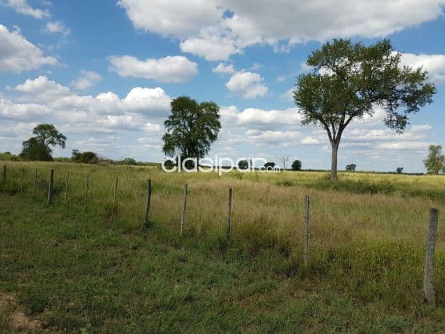 Chaco colonia menonita vendo 4000 has con 2000 has de gatoon panic zona laguna capitán — foto 1