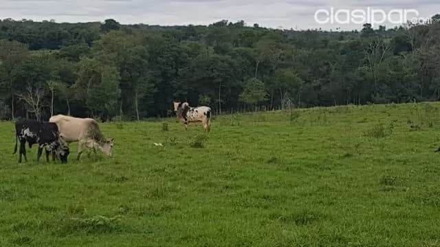 propiedad de 50 hectáreas, foto 3