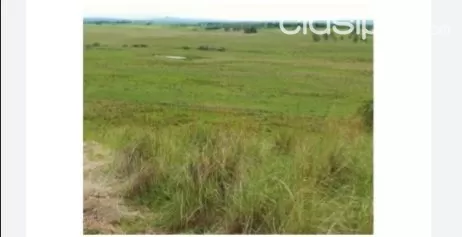 Itacurubí de la cordillera: 510 has, establecimiento agro-ganadero en funcionamiento, foto 5