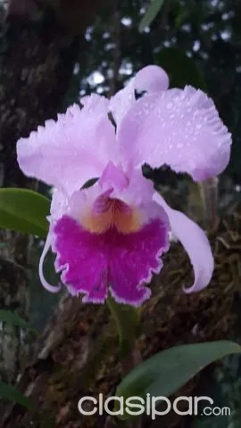 Nva colombia / cordillera: Un paraíso en oferta, bosques c/ orquídeas, manantiales, arroyo, foto 3