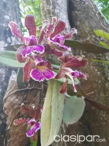 Nva colombia / cordillera: Un paraíso en oferta, bosques c/ orquídeas, manantiales, arroyo, foto 4