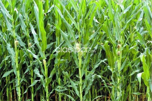 Terreno agrícola-en venta-Itapúa Maria Auxiliadora 530,000,000 ₲