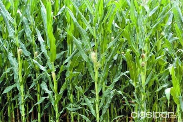 Terreno agrícola-en venta-Itapúa Maria Auxiliadora 530,000,000 ₲ — foto 2