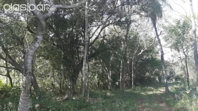Propiedad de 5 HECTAREAS en Ypane en Oferta Hermosa vejetacion por este mes !, foto 3