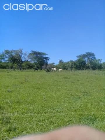 Sapucai – escobar, acahay: 32 has, ideales p/ plantación y ganado, arroyos, bosque — foto 4