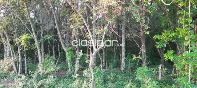 Oferta de 6 ha.en Nueva Colombia, foto 2