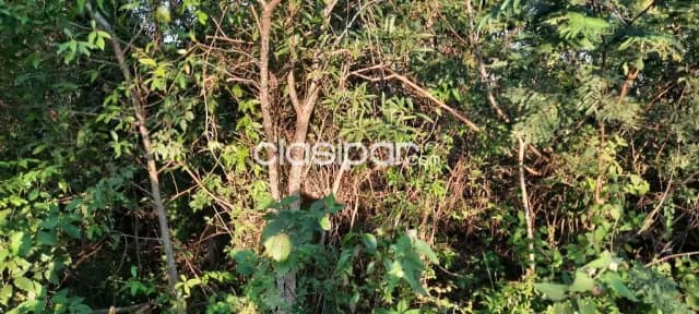 Oferta de 6 ha.en Nueva Colombia, foto 4