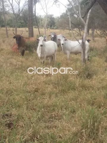 Altos – cordillera: Inigualables 95 has, excelentes mejoras, equipada full + pasturas — foto 4