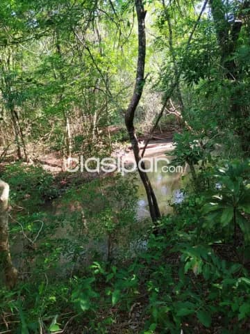 Amambay - pjc: 80 has, excelente oportunidad de inversión, 10.000 usd /ha — foto 5