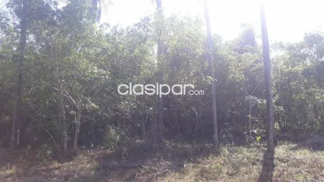 Oferta de 2 ha.en Nueva Colombia, foto 4