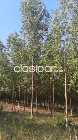 terreno de 1 hectarea y media, foto 3
