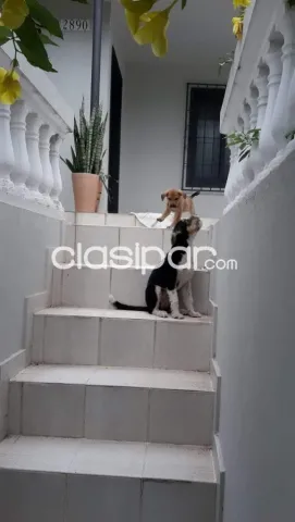 Bº san vicente – oferta!! : Casa a reciclar en venta + construcción adjunta, 360m2 — foto 4