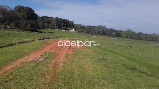 Gral. Aquino – san pedro: 43 has – establecimiento totalmente formado, 35.000.000 gs/ha — foto 1