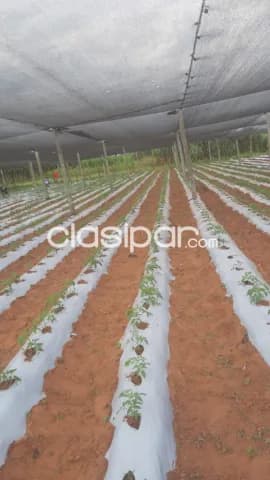 Piribebuy: Exuberante vegetación: Agrícola forestal — foto 3