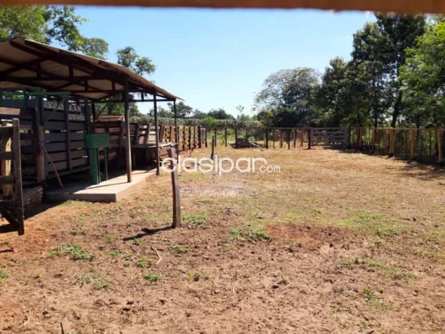 Piribebuy: Exuberante vegetación: Agrícola forestal — foto 5