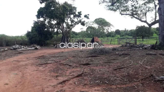 Ybycui Paraguari Opcion Ideal Agroganadera Forestal 100 25000000 Gs Ha — foto 4