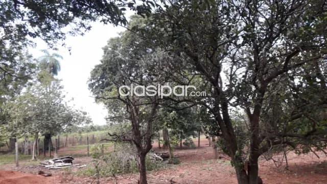 Ybycui Paraguari Opcion Ideal Agroganadera Forestal 100 25000000 Gs Ha — foto 5