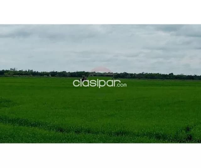 Establecimiento para cultivo de arroz y soja. 1,100,000 USD — foto 2