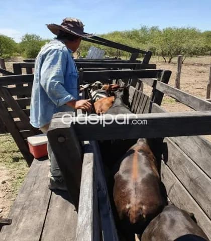 Propiedad Rural en Presidente Hayes, Distrito de Tte. Esteban Martinez, foto 4