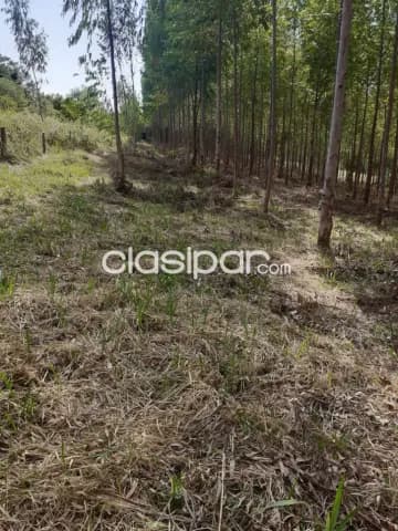 terreno de 1 hectarea y media, foto 5