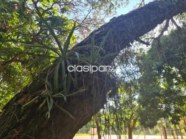 Terreno en San Bernardino — foto 4