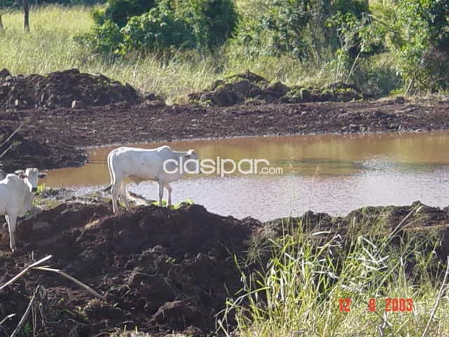 Dpto. De amambay - en venta excelente propiedad rural - localidad de estrella, foto 2