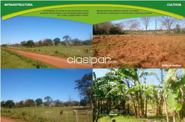 granja de 24 has. en Cnel. Oviedo – Caaguazu, foto 2