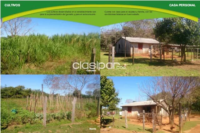 granja de 24 has. en Cnel. Oviedo – Caaguazu, foto 3