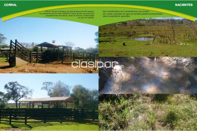 granja de 24 has. en Cnel. Oviedo – Caaguazu, foto 4