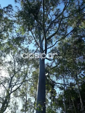 Nueva colombia - cordillera: Maravillosas 12 has, bosque natural, cañaberales, alambrado, foto 2