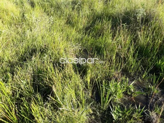 Nueva colombia - cordillera: Maravillosas 12 has, bosque natural, cañaberales, alambrado, foto 4