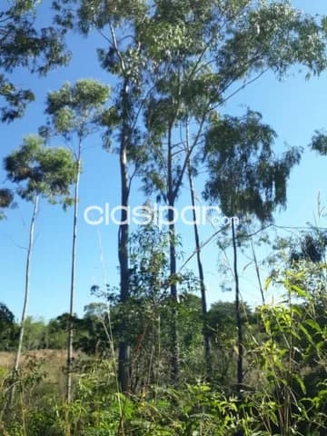 Nueva colombia - cordillera: Maravillosas 12 has, bosque natural, cañaberales, alambrado, foto 5